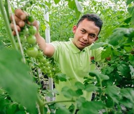 Farmer picking crops thanks to working capital